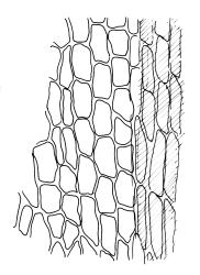 Encalypta rhaptocarpa, lower laminal cells adjacent to costa. Drawn from A.J. Fife 10283, CHR 483503.
 Image: R.C. Wagstaff © Landcare Research 2014 
